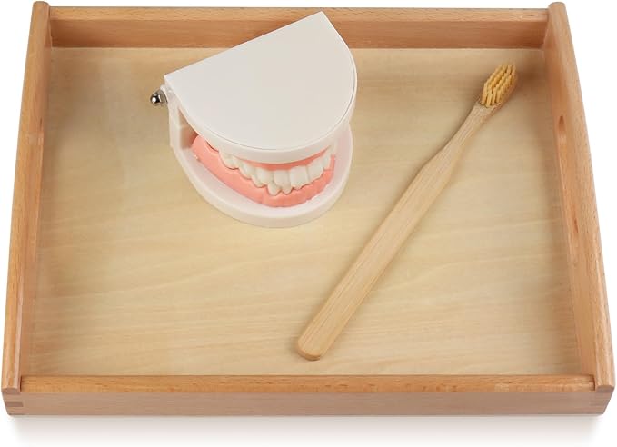 MEROCO Montessori Practical Life Brushing Teeth Model and Cards Montessori Homeschool Learning Preschool Toys for Toddlers