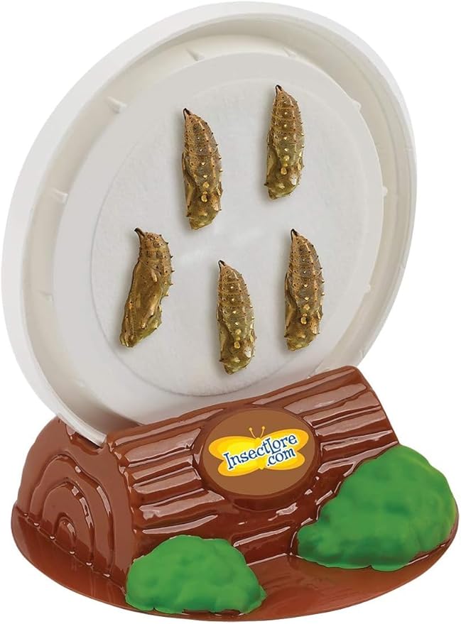 Insect Lore Butterfly Garden | Original 12" Habitat and Cup of Live Baby Caterpillars | Life Science & STEM Education Kit