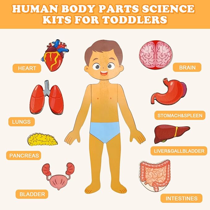 Wooden Body Puzzles for Kids, Toddler Montessori 14 Pieces Boy Anatomy Puzzle, Human Body Learning Toy with Internal Organs Early STEM Educational Toy for Boys and Girls Ages 3 4 5 6 Years Old