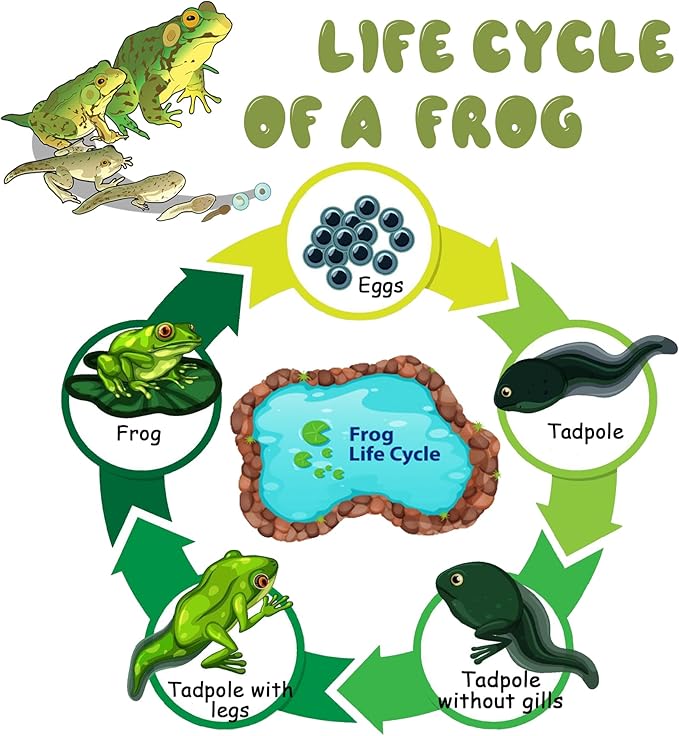 Mbrain5pcs Frog Growth Cycle with Flash Cards,Life Cycle Learning & Education Toys,Montessori Toys,Gift for Girl & Boy for 3 4 5 6 7 Year Old (Frog)