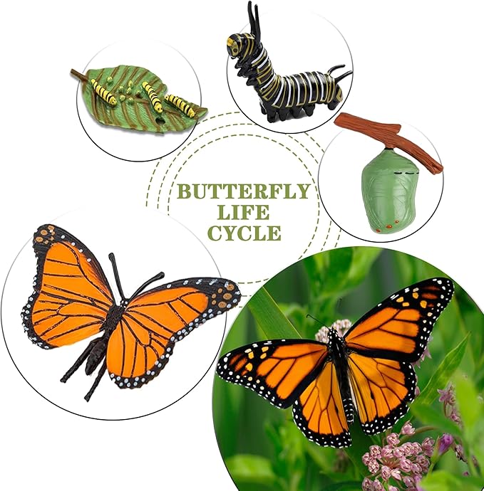 Mbrain 4pcs Butterfly Growth Cycle with Flash Cards,Life Cycle Learning & Education Toys,Montessori Toys,Gift for Girl & Boy for 3 4 5 6 7 Year Old (Butterfly)