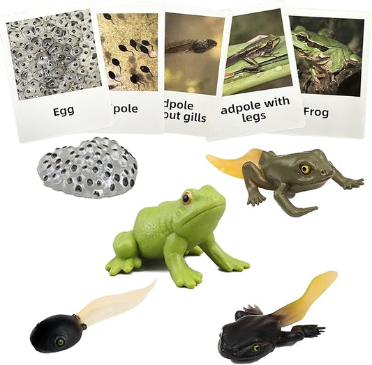 Mbrain5pcs Frog Growth Cycle with Flash Cards,Life Cycle Learning & Education Toys,Montessori Toys,Gift for Girl & Boy for 3 4 5 6 7 Year Old (Frog)