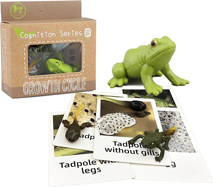 Mbrain5pcs Frog Growth Cycle with Flash Cards,Life Cycle Learning & Education Toys,Montessori Toys,Gift for Girl & Boy for 3 4 5 6 7 Year Old (Frog)