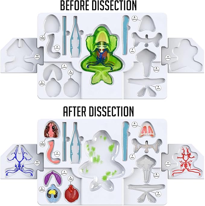 Dissect-It Kit for Kids 6 Plus, Simulated Synthetic Lab Dissection Toy | Frog Super Lab | Authenticated STEM Toys | Kids Learn Animal Science, Biology, and Anatomy