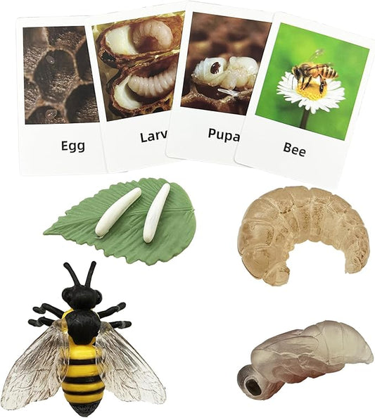 Mbrain 4pcs Bee Growth Cycle with Flash Cards,Life Cycle Learning & Education Toys,Montessori Toys,Gift for Girl & Boy for 3 4 5 6 7 Year Old (Bee)