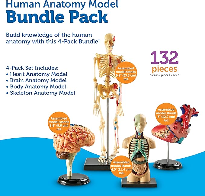 Learning Resources Anatomy Models Bundle Set, Brain, Body, Heart, Skeleton, Classroom Demonstration Tools, Teacher Accessories, Grades 8+, Ages 3+