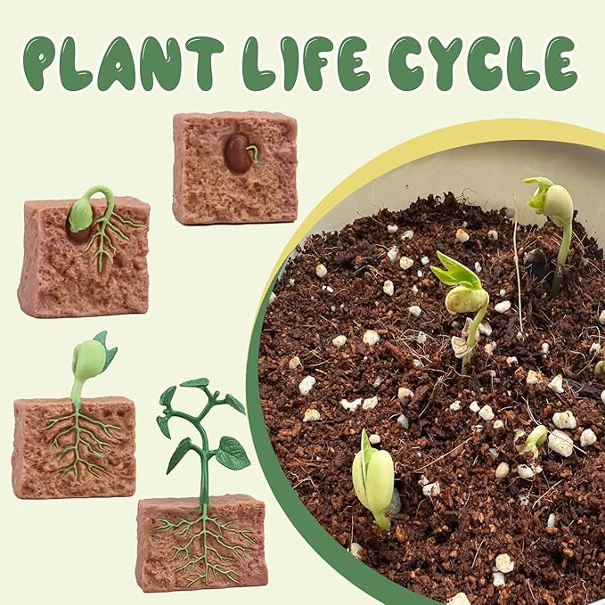 Mbrain 4 pcs Plant Growth Cycle with Flash Cards,Life Cycle Learning & Education Toys,Montessori Toys,Gift for Girl & Boy for 3 4 5 6 7 Year Old (Plant)