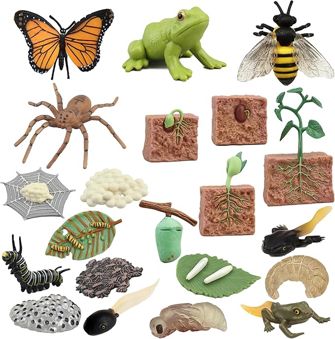 Mbrain 4pcs Bee Growth Cycle with Flash Cards,Life Cycle Learning & Education Toys,Montessori Toys,Gift for Girl & Boy for 3 4 5 6 7 Year Old (Bee)