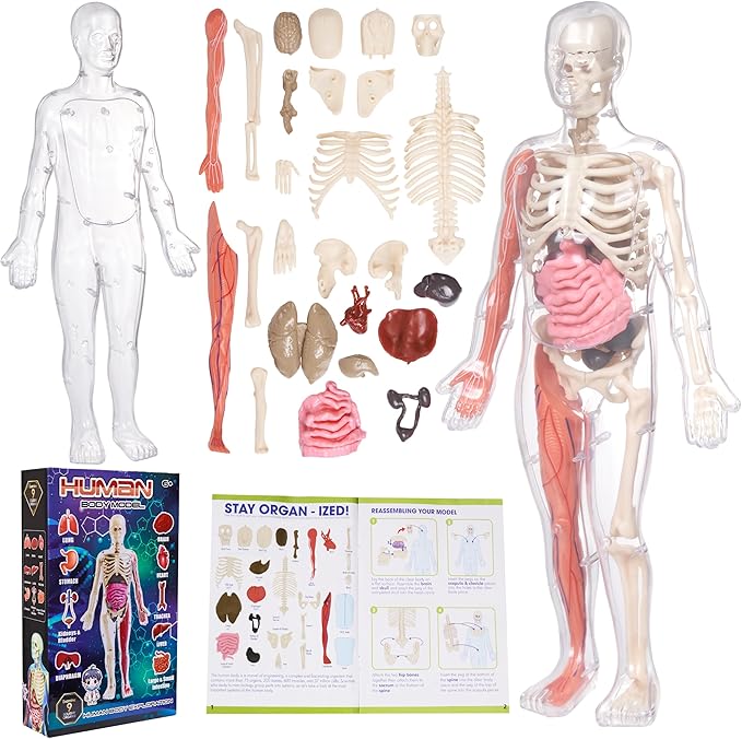 Gaelen Human Body Model for Kids: Glow in The Dark Bones Interactive Science Kit-32 Piece Anatomy Toy kit for STEM Education