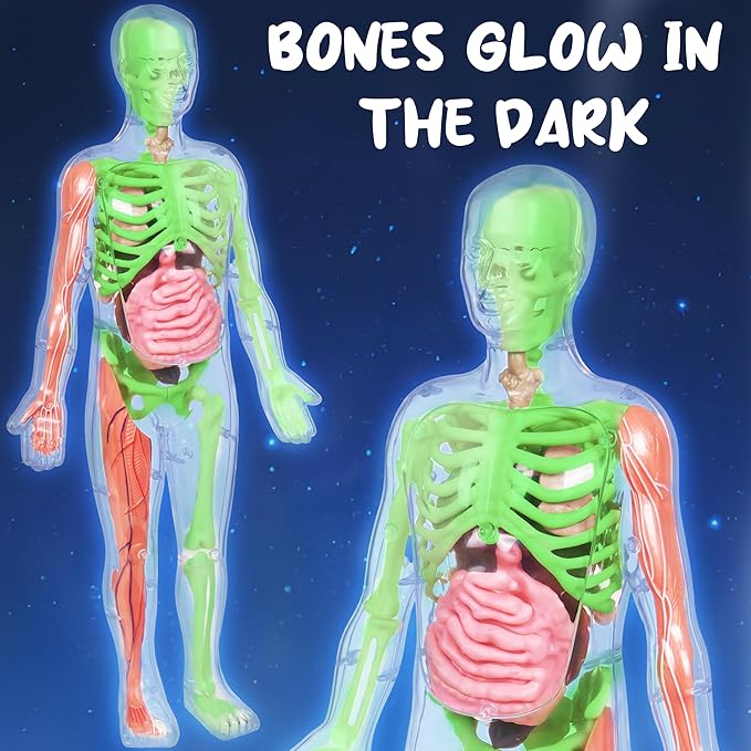 Gaelen Human Body Model for Kids: Glow in The Dark Bones Interactive Science Kit-32 Piece Anatomy Toy kit for STEM Education