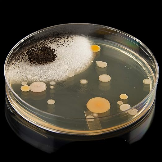 Steve Spangler's Growing Bacteria Science Experiment Kit