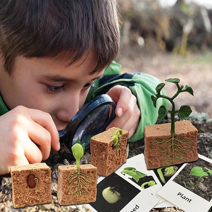 Mbrain 4 pcs Plant Growth Cycle with Flash Cards,Life Cycle Learning & Education Toys,Montessori Toys,Gift for Girl & Boy for 3 4 5 6 7 Year Old (Plant)