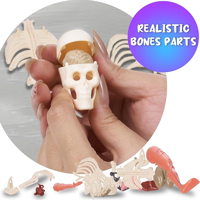 Gaelen Human Body Model for Kids: Glow in The Dark Bones Interactive Science Kit-32 Piece Anatomy Toy kit for STEM Education
