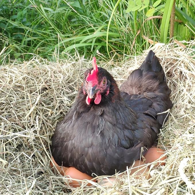 12pcs Wooden Fake Eggs, 2-Color Wooden Easter Eggs, DIY Kitchen Pretend Game Food Set, Children's Kitchen Game Toys, Home Decoration Products, Fake Eggs for Home Farm Decoration