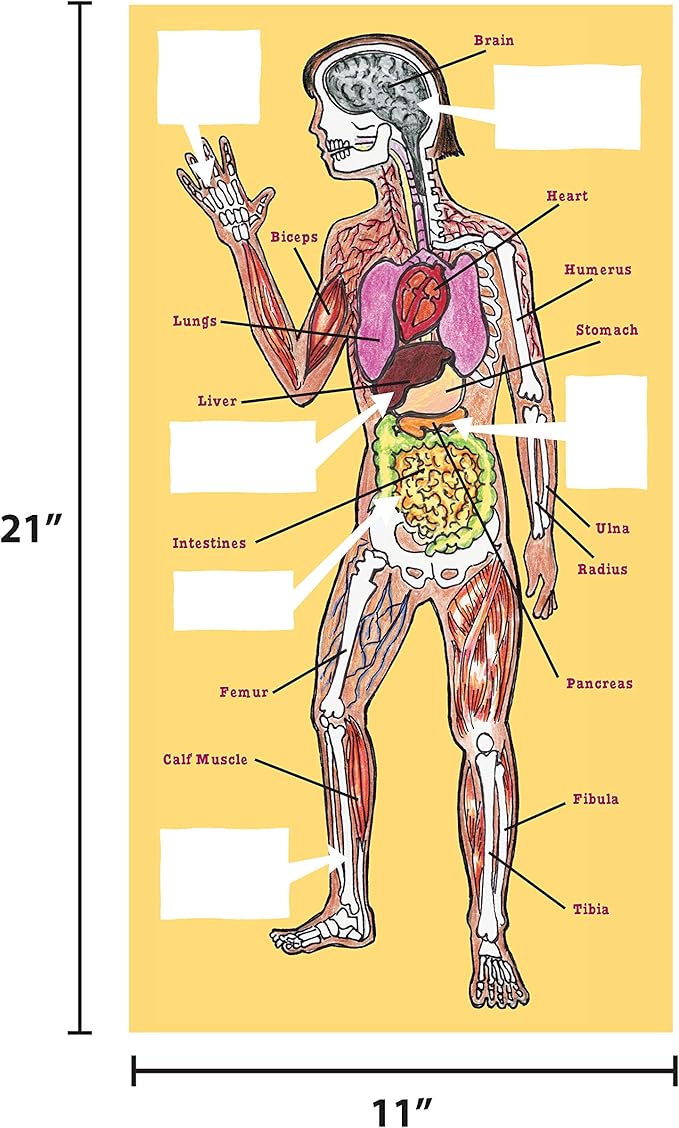 The Magic School Bus:Human Body Lab By Horizon Group USA,Homeschool STEM Kit,Includes Hands-On Educational Manual,Experiment Cards,Plastic Human Skeleton,Data Notebook,Hinge Joint Model & More ,Yellow