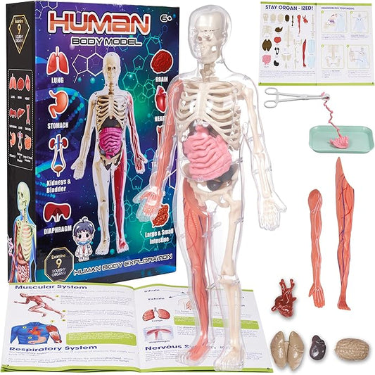 Gaelen Human Body Model for Kids: Glow in The Dark Bones Interactive Science Kit-32 Piece Anatomy Toy kit for STEM Education
