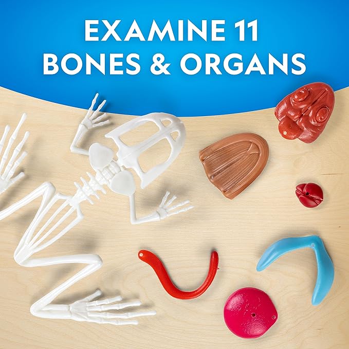 NATIONAL GEOGRAPHIC Frog Dissection Kit Anatomy Lab - Glow in the Dark Synthetic Frog Dissecting Science Lab for Kids with Dissecting Tools, Glowing Bones & Realistic Organs, Science Toys, Biology Kit