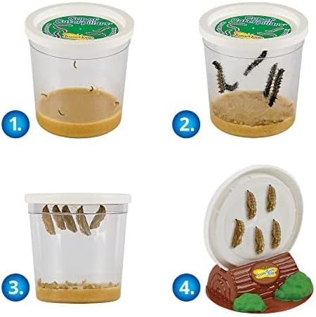 Insect Lore Butterfly Garden | Original 12" Habitat and Cup of Live Baby Caterpillars | Life Science & STEM Education Kit
