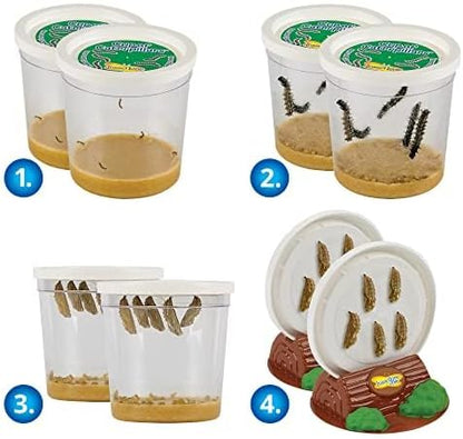 Insect Lore Butterfly Garden with Two Cups of Live Caterpillars | Original Habitat, STEM Journal, Chrysalis Holding Logs, 10 Live Baby Caterpillars | Painted Lady Butterflies | Life Science Education
