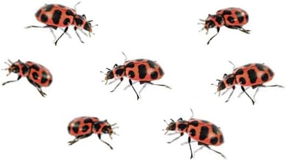 Insect Lore Ladybug Land | Ladybug Growing Kit Habitat | Redeem Voucher For Live Ladybug Larvae
