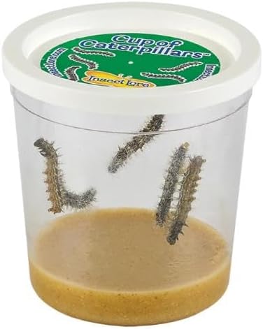 Insect Lore Cup of Caterpillars™ Basic | 5 Live Baby Painted Lady Caterpillars | Refill for Habitat Kit | Caterpillars and Food Included