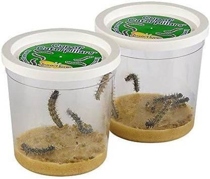 Insect Lore Butterfly Garden 8" Habitat Gift Set | 10 Live Baby Painted Lady Caterpillars | Includes Caterpillars, Food, 3D Butterfly Stickers and Butterfly Wind-up Toy