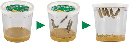 Insect Lore Cup of Caterpillars™ Basic | 5 Live Baby Painted Lady Caterpillars | Refill for Habitat Kit | Caterpillars and Food Included