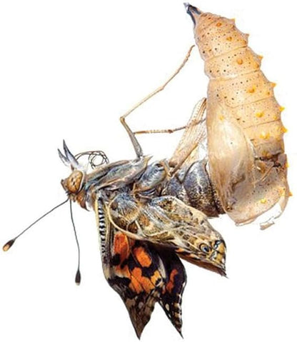 Insect Lore Butterfly Garden | Original 12" Habitat and Two Cups of Live Baby Caterpillars | Life Science & STEM Education Kit