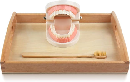 MEROCO Montessori Practical Life Brushing Teeth Model and Cards Montessori Homeschool Learning Preschool Toys for Toddlers