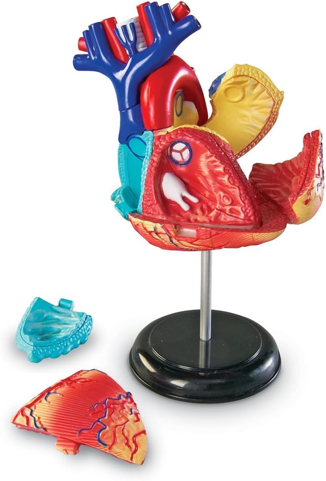 Learning Resources Human Heart Model, Working Heart Model, Anatomy for Kids, Human Body Heart Model, Educational Model, Ages 8+