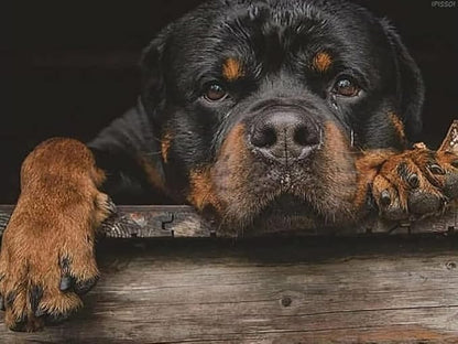 500 Piece Jigsaw Puzzles for Adults Kids -Rottweiler Dog Puzzle, Wooden Animal Puzzle,Dogs Lover Puzzle Gifts, Challenging Puzzles Home Decor Family Leisure Game Preschool Toys