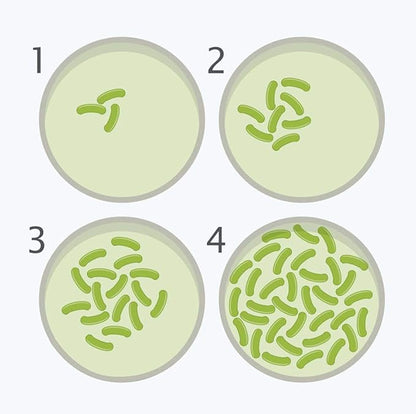 Bacteria Science Kit Petri Dishes with Agar and Swabs | Top Science Fair Project Bacteria Growing Kit | Prepoured LB-Agar Plates and Cotton Swabs | STEM for Kids Aged 6 7 8 9 10 Girls Boys Gifts