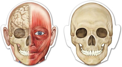 Learning Resources Double-Sided Magnetic Human Body, 3 Foot Tall, 17 Pieces