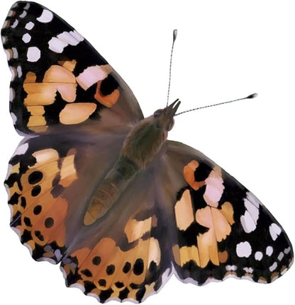 Insect Lore Two Cups of Live Caterpillars | Painted Lady Butterflies | Includes 2 Chrysalis Holding Logs | 10 Live Baby Caterpillars | Refill for Habitats and Kits