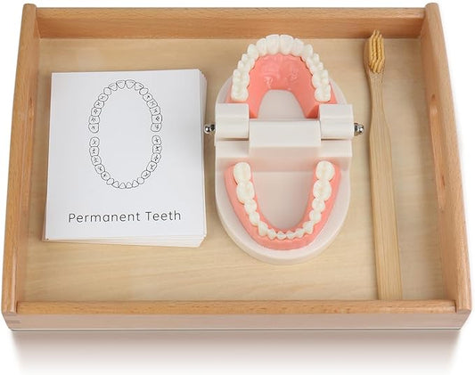 MEROCO Montessori Practical Life Brushing Teeth Model and Cards Montessori Homeschool Learning Preschool Toys for Toddlers