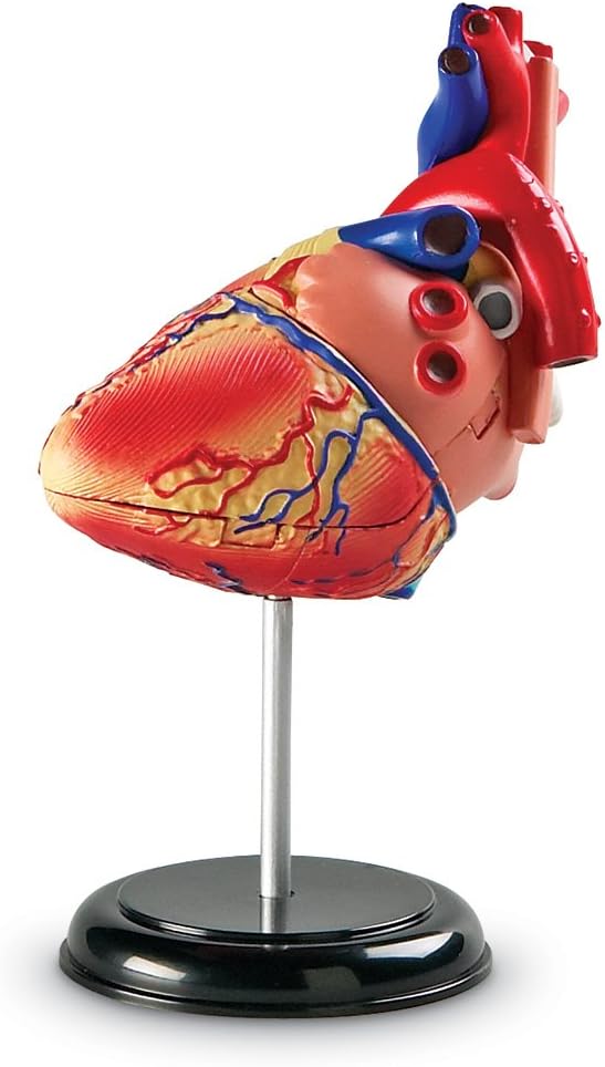 Learning Resources Human Heart Model, Working Heart Model, Anatomy for Kids, Human Body Heart Model, Educational Model, Ages 8+
