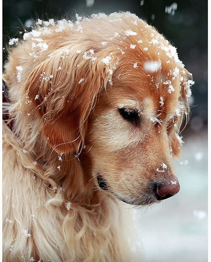 Jigsaw Puzzles 1000 Pieces for Adults 1000 Piece Puzzles for Adults and Kids (Cute Pet Dog)