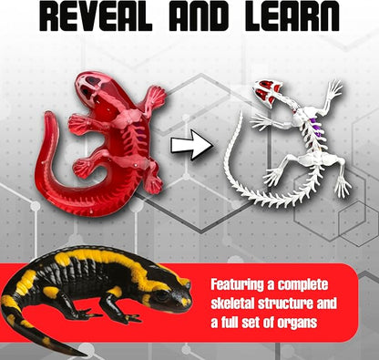 Dissect-It Kit for Kids 6 Plus, Simulated Synthetic Lab Dissection Toy | Salamander | Authenticated STEM Toys | Kids Learn Animal Science, Biology, and Anatomy