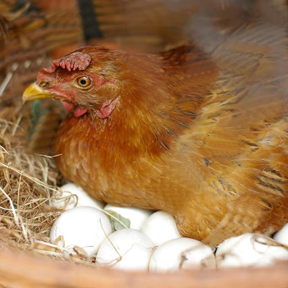 6pcs Wooden Fake Eggs, White Wooden Easter Eggs, DIY Kitchen Pretend Play Food Set,Children Kitchen Play Toys,Fake Chicken Eggs for Home Farm Decor