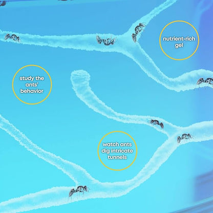 Light-up Ant Farm Terrarium Kit for Kids – LED Habitat for Live Ants with Nutrient Rich Gel - Watch Them Dig Their Own Tunnels - Nature Learning, Science Toys, Experiment Gift for Boys & Girls