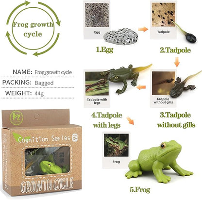 Mbrain5pcs Frog Growth Cycle with Flash Cards,Life Cycle Learning & Education Toys,Montessori Toys,Gift for Girl & Boy for 3 4 5 6 7 Year Old (Frog)