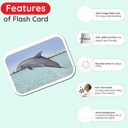 hungry brain Flash Cards for Toddlers, 24 Sea Creatures Flashcards, Double-Sided, Montessori, Educational, Kindergarten - Preschool Learning Activities, Gifts for Kids, 1, 2, 3, 4 Years Babies