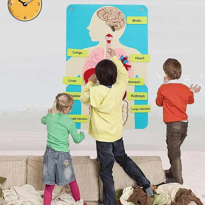 Hora de Lima Body Parts Learning Kit Felt Artcraft Human Anatomy 3D Organ Costume Cognitive Board for Kids Sensory Educational Tool Toy Removable for Home Preschool Early Childhood Teaching Aid