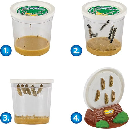 Insect Lore Butterfly Garden - 8" Habitat | 1 Cup of Live Baby Caterpillars | Life Cycle Figurines, Stickers, Wind up, Mini Habitat | Birthday or Teacher Gift Set