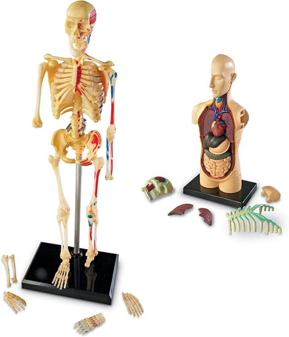 Learning Resources Anatomy Models Bundle Set, Brain, Body, Heart, Skeleton, Classroom Demonstration Tools, Teacher Accessories, Grades 8+, Ages 3+