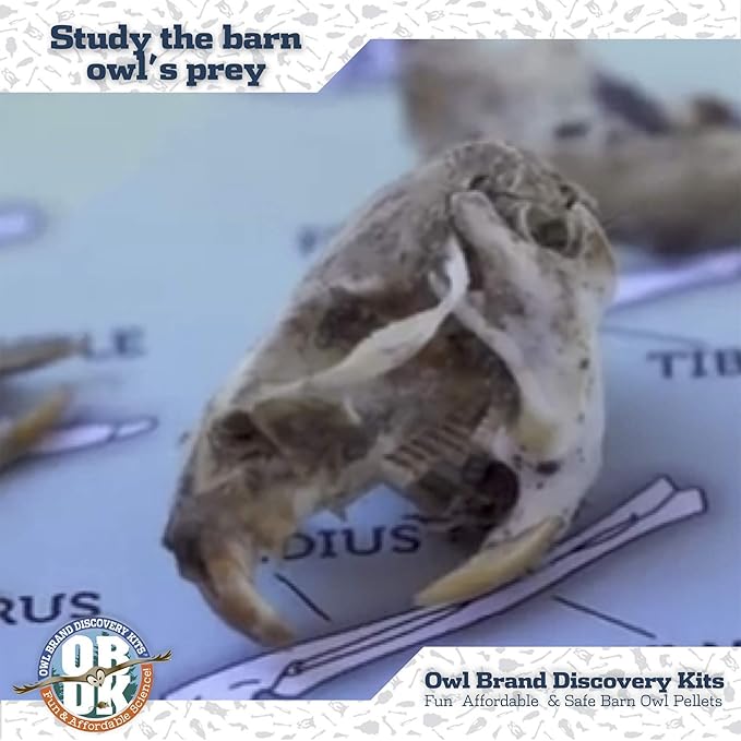 OBDK Barn Owl Pellets for Dissection - 1 Pack Jumbo Sized (2.0"-Larger) with Tools, Guide and Charts from Owl Brand Discovery Kits