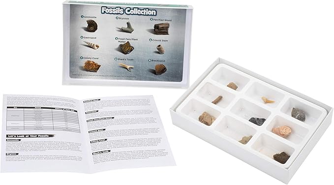 Educational Insights Fossil Collection, Ages 8 and up, (9 Pieces with Storage Tray)