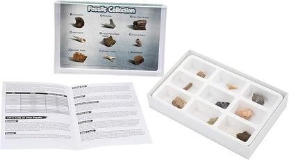 Educational Insights Fossil Collection, Ages 8 and up, (9 Pieces with Storage Tray)