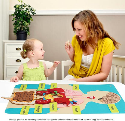 Hora de Lima Body Parts Learning Kit Felt Artcraft Human Anatomy 3D Organ Costume Cognitive Board for Kids Sensory Educational Tool Toy Removable for Home Preschool Early Childhood Teaching Aid