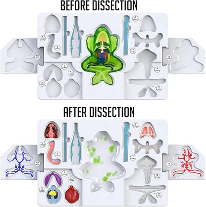 Dissect-It Kit for Kids 6 Plus, Simulated Synthetic Lab Dissection Toy | Frog Super Lab | Authenticated STEM Toys | Kids Learn Animal Science, Biology, and Anatomy